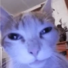 Más gatos tonotos 25