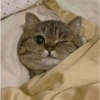 Angry cat 8