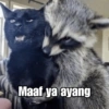 Raccoon Lucu 4