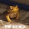 Nao 29