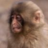 Macacos 11