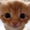 🤓 GATOOOZ !!¡¡😺🗯️ㅤㅤ 9