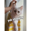 Yukki - kucing tengil pt.1 16