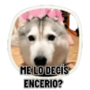 REACCIONES PERRUNAS 🐕😛 9