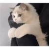 Angry cat 14