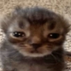 Gatitos  6
