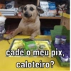 DOG Jon STAR SOFT PremieR PremieR 0800 ree harmony CHIGOUAALIDADE NUTRICIONAL QUE VOCÊ 00025 cadê o meu pix, caloteiro?