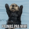 Pets Fofos Memes 5 🐾 13
