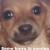 Perritos con frases 😎🌚 7