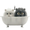 GATITOS REACCION 7