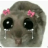 Hamster triste 11
