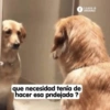Memes con texto 6 🏝️👀 5