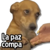 Perritos Pa Ti💕🐶 12
