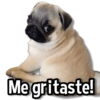 Perritos Pa Ti💕🐶 10