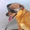 Perritos VARIADITOS! 🐕🐾 14