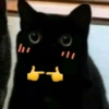 🤓 GATOOOZ !!¡¡😺🗯️ㅤㅤ 8