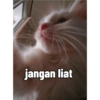 Yukki - kucing tengil pt.1 22