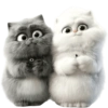 GATITOS REACCION 5