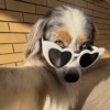 Cachorro memes 5