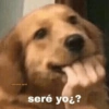 Perritos con frases 😎🌚 14