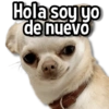 Perritos Pa Ti💕🐶 13