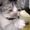 Gatos llorando 11