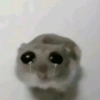Hamster triste 29