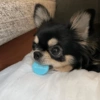 Perritos VARIADITOS! 🐕🐾 19