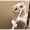 Gatos llorando 12