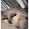 Fofos  17