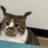 🐱Gatitos🐱 14