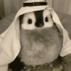 Pingüino cute🐧 16