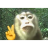 Monos 21