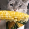 🐈‍⬛Gatos |Elote 🌽😻 10