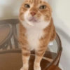 Gatos 18