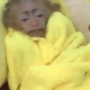 Macaco 9