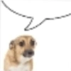 Cachorros que você deve usar 12