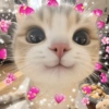✨️💖🐱 AMOR | GATOS 🐱💖✨️ 14