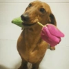 Cachorrinhos fofos/caóticos 13