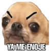 Perritos 11