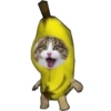 Emoções(ou nao) de um gato 14