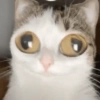 Funny cat 🐈🐈 5