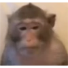 Monos 24