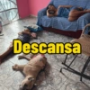 Minhas figurinhas 14