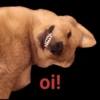 Memes de cachorro 19