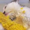 🐈‍⬛Gatos |Elote 🌽😻 9