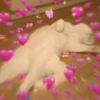 ✨️💖🐱 AMOR | GATOS 🐱💖✨️ 12