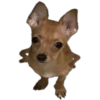 Perritos 16
