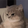 Gatos  6