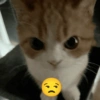 Gatitos Memes😺✨💕8 16